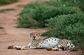 Gepard, Marataba, Marakele National Park, Südafrika, Afrika