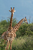 Giraffen, Marataba, Marakele-Nationalpark, Südafrika, Afrika