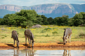 Burchell's Zebras am Wasserloch, Marataba, Marakele-Nationalpark, Südafrika, Afrika