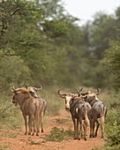 Streifengnu, Marataba, Marakele-Nationalpark, Südafrika, Afrika