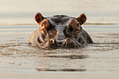 Hippo in Motlhabatsi River, Marataba, Marakele National Park, South Africa, Africa