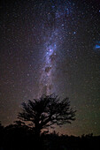Milchstraße über einem Baum, Los Glaciares Nationalpark, UNESCO Weltkulturerbe, Patagonien, Argentinien, Südamerika