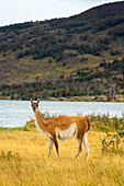 Guanako (Lama guanicoe) am Ufer des Lago Azul, Torres del Paine National Park, Patagonien, Chile, Südamerika
