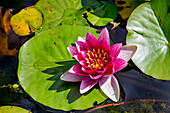 Water lily, Botanical Gardens of Villa Taranto, Verbania, Lake Maggiore, Verbania Cusio Ossola district, Piedmont, Italian Lakes, Italy, Europe
