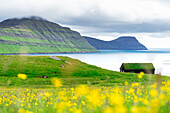Grasdachhaus mit Blick auf den Fjord und das Meer mit gelben Blumen, Sydrugota, Insel Eysturoy, Färöer Inseln, Dänemark, Europa