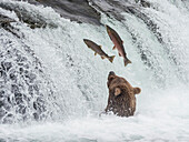 An adult brown bear (Ursus arctos) fishing for salmon at Brooks Falls, Katmai National Park and Preserve, Alaska, United States of America, North America