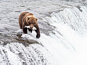 Ein erwachsener Braunbär (Ursus arctos) beim Lachsfang an den Brooks Falls, Katmai National Park and Preserve, Alaska, Vereinigte Staaten von Amerika, Nordamerika