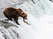 Ein erwachsener Braunbär (Ursus arctos) beim Lachsfang an den Brooks Falls, Katmai National Park and Preserve, Alaska, Vereinigte Staaten von Amerika, Nordamerika