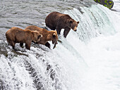 Adult brown bears (Ursus arctos) fishing for salmon at Brooks Falls, Katmai National Park and Preserve, Alaska, United States of America, North America