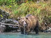 Ein junger Braunbär (Ursus arctos) entlang der Uferlinie im Lake Clark National Park and Preserve, Alaska, Vereinigte Staaten von Amerika, Nordamerika