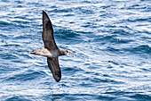 Ein erwachsener Schwarzfußalbatros (Phoebastria nigripes) im Flug auf See, Monterey Bay, Kalifornien, Vereinigte Staaten von Amerika, Nordamerika