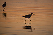 A pair of adult willets (Tringa semipalmata) feeding at sunset in Elkhart Slough near Moss Landing, California, United States of America, North America