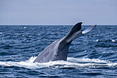 An adult blue whale (Balaenoptera musculus) flukes-up dive in Monterey Bay National Marine Sanctuary, California, United States of America, North America