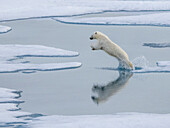 Ein neugieriger junger männlicher Eisbär (Ursus maritimus) springt auf dem Meereis nahe Somerset Island, Nunavut, Kanada, Nordamerika