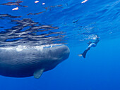 Researcher Susan Bird swimming with a small pod of sperm whales (Physeter macrocephalus) underwater off the coast of Roseau, Dominica, Windward Islands, West Indies, Caribbean, Central America