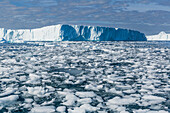 Huge icebergs from the Ilulissat Icefjord stranded on a former terminal moraine in Ilulissat, Greenland, Denmark, Polar Regions