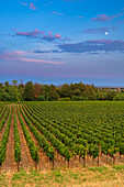 Grape harvest in Franciacorta in summer season, Brescia province in Lombardy district, Italy, Europe