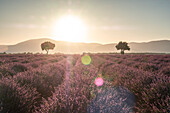 Zwei Bäume am Ende eines Lavendelfeldes bei Sonnenaufgang, Plateau de Valensole, Provence, Frankreich, Europa