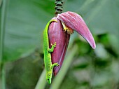 Riesen-Madagaskar-Taggecko (Phelsuma grandis) hängt an einem Bananenbaum, Nosy Be, Nordwest-Madagaskar, Indischer Ozean, Afrika
