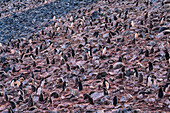 Adeliepinguin (Pygoscelis adeliae) Kolonie, Paulet Insel, Weddell Meer, Antarktis, Polargebiete