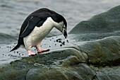 Zügelpinguin (Pygoscelis antarcticus), Halbmondinsel, Südliche Shetlandinseln, Antarktis, Polargebiete