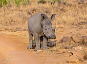 Rhino calf in the South African bush, Welgevonden Game Reserve, Limpopo, South Africa, Africa