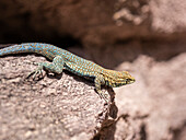 An adult common side-blotched lizard (Uta stansburiana), on the rocks in Grand Canyon National Park, Arizona, United States of America, North America