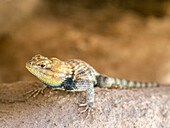 An adult male desert spiny lizard (Sceloporus magister), under a ledge in Grand Canyon National Park, Arizona, United States of America, North America