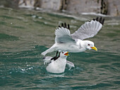 Adult black-legged kittiwakes (Rissa tridactyla), fighting in the sea by the cliffs at southern Bjornoya, Svalbard, Norway, Europe