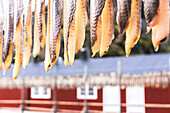 Stockfish hanging to dry, Nusfjord, Lofoten Islands, Norway, Scandinavia, Europe