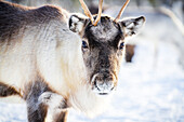 Close up of reindeer looking at camera, Lapland, Sweden, Scandinavia, Europe