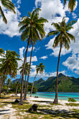 White sand Public Beach Ta'ahiamanu, Moorea (Mo'orea), Society Islands, French Polynesia, South Pacific, Pacific