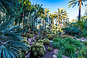 Cactus garden, Palm trees, Palmeral (Palm Grove) of Elche, UNESCO World Heritage Site, Alicante, Valencia, Spain, Europe