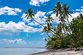 Palmengesäumter Korallenstrand, Taveuni, Fidschi, Südpazifik, Pazifik