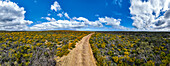 Road leading through spring blossom flowers, Western Australia, Australia, Pacific