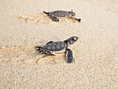 Auswilderung frisch geschlüpfter grüner Meeresschildkröten am Playa Bacocho im Rahmen eines lokalen Rettungsprojekts, Oaxaca, Mexiko, Nordamerika