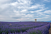 Small tower in a lavender field under a blue cloudy sky, Plateau de Valensole, Provence, France, Europe