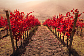 Rote Weinbergslinien an einem dunstigen Tag, Emilia Romagna, Italien, Europa