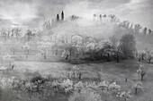 Black and white image of Italian countryside in spring with morning fog covering cherry blossom, Italy, Europe