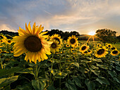 Sonnenuntergang über einem Sonnenblumenfeld, Emilia Romagna, Italien, Europa