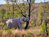 Elefant schüttelt Baum, Welgevonden Wildreservat, Limpopo, Südafrika, Afrika