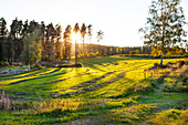 Wiese und Wald an einem sonnigen Tag