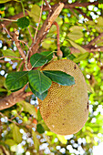 Jackfrucht auf einem Baum