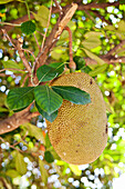 Jackfruit on tree