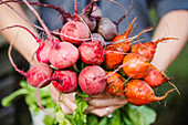Hands holding various beetroots