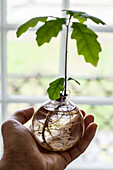 Hand mit Eichenbaum in Vase