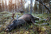 Dead elk in forest