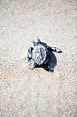 Kleine Schildkröte auf Sand