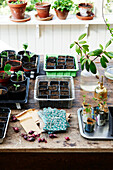 Pots with seedlings