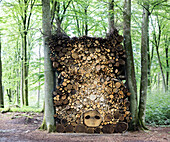 Stack of firewood in forest
